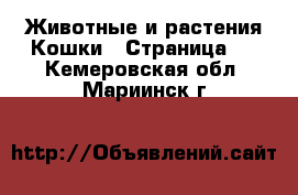 Животные и растения Кошки - Страница 3 . Кемеровская обл.,Мариинск г.